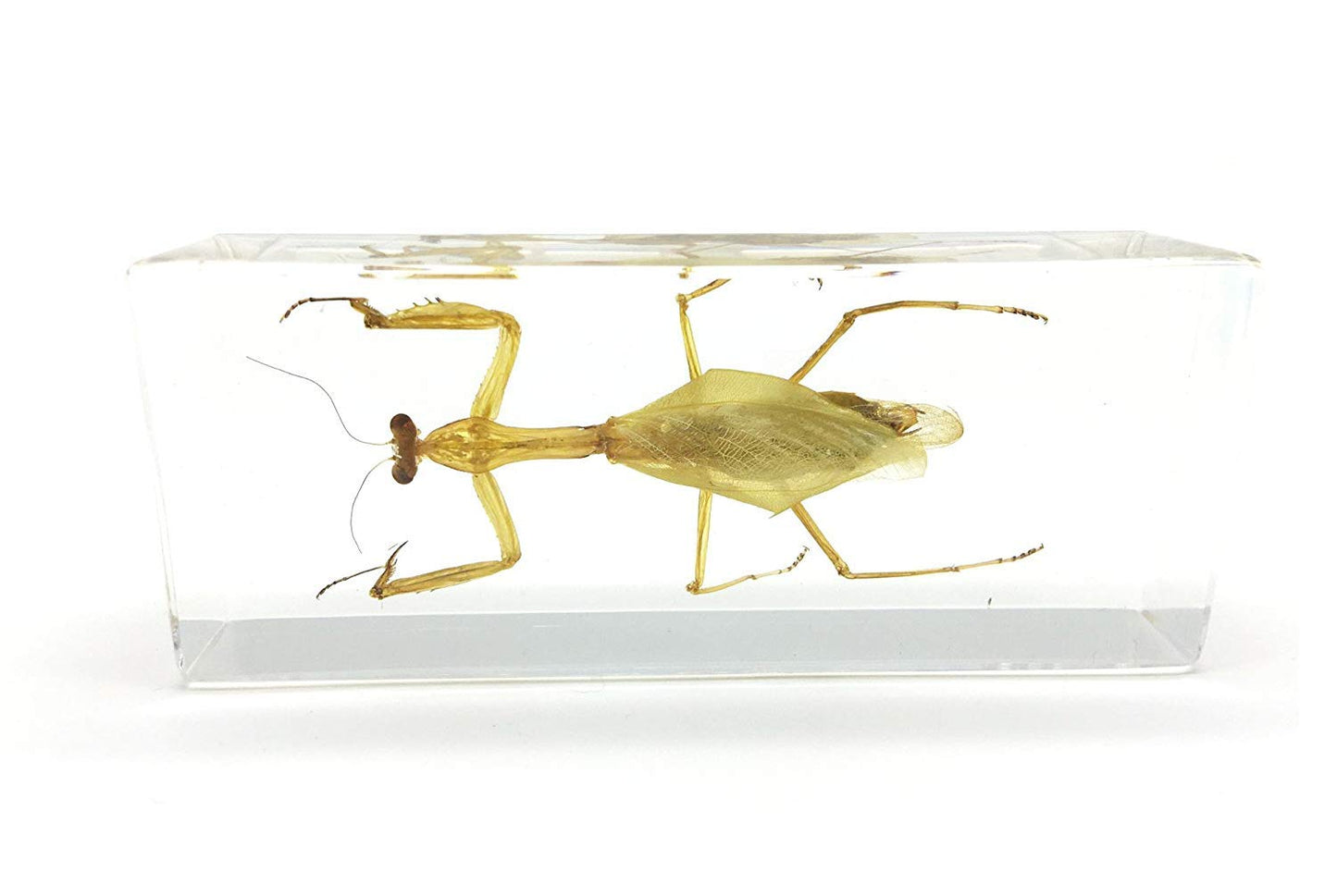 Praying Mantis(Mantis)(rearhorse) Paperweight Specimen Science Education Specimens(4.4x1.6x1.1")