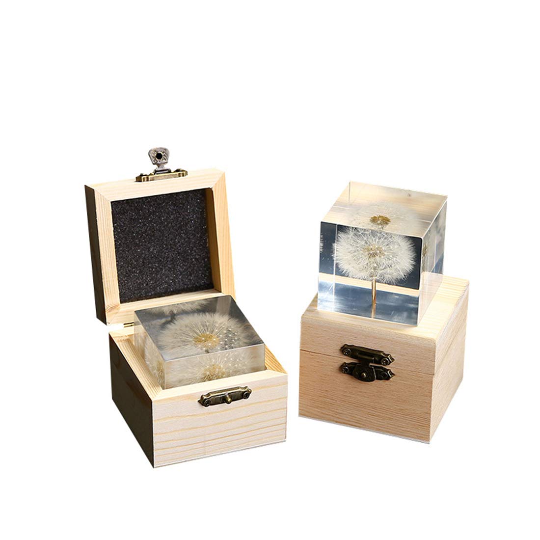 Real Dandelion specimen Paperweight (2x2x2 Inch)