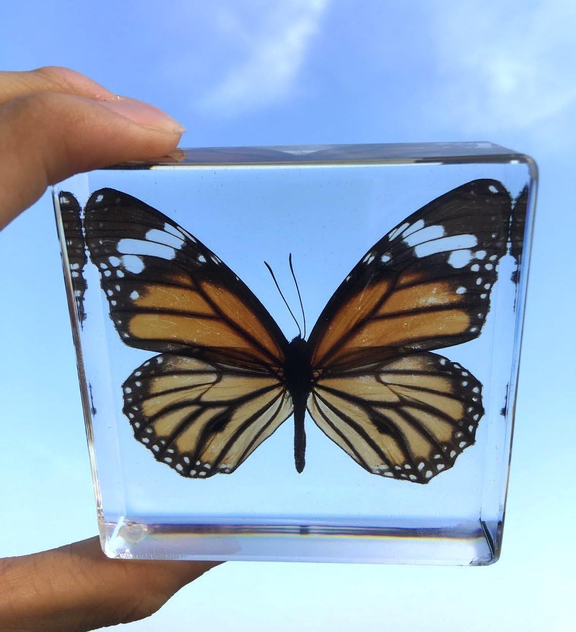 Tiger Butterfly Paperweight Paperweights Specimen Specimens Collection Display