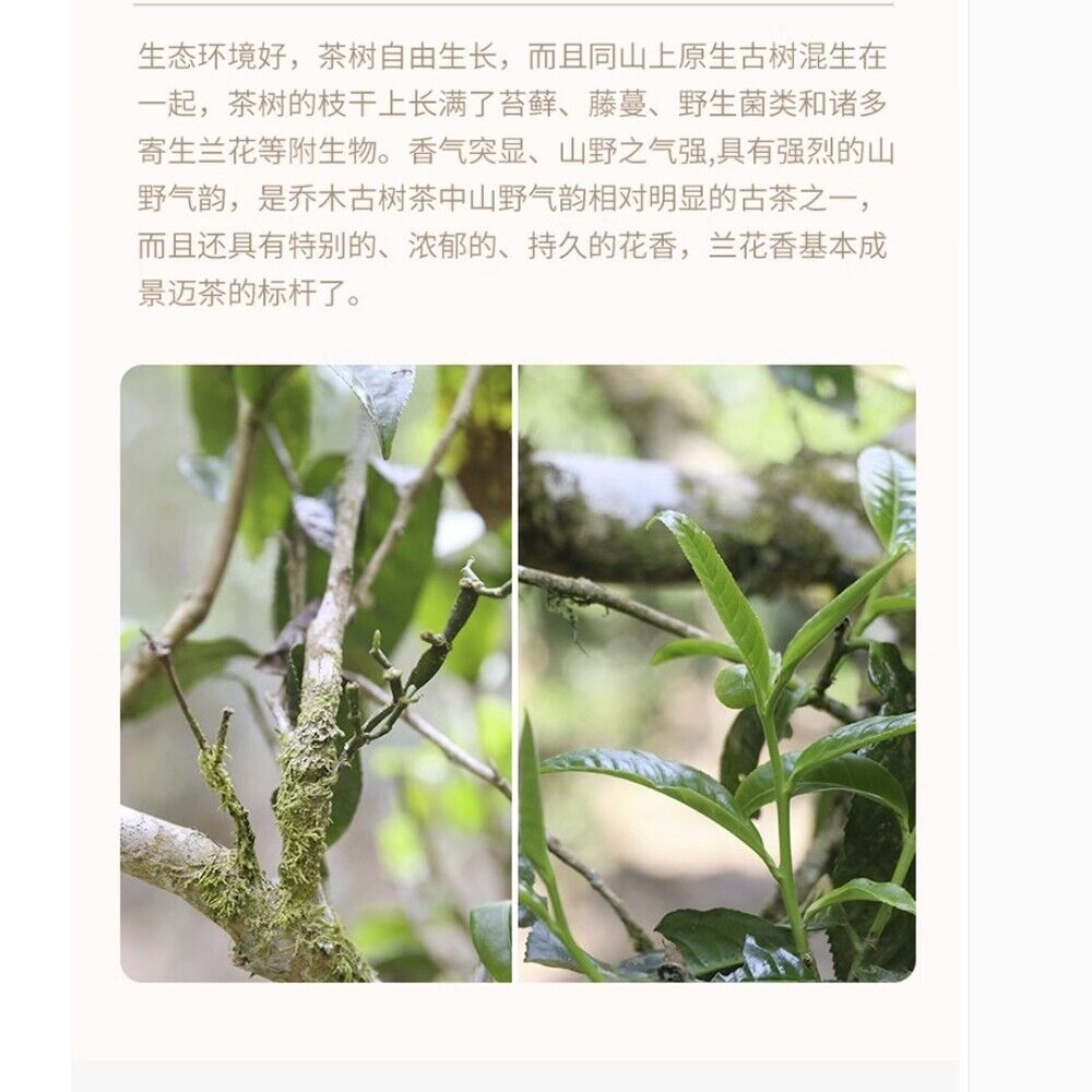 普洱茶,2016,景邁 京麦,357克。未经加工的