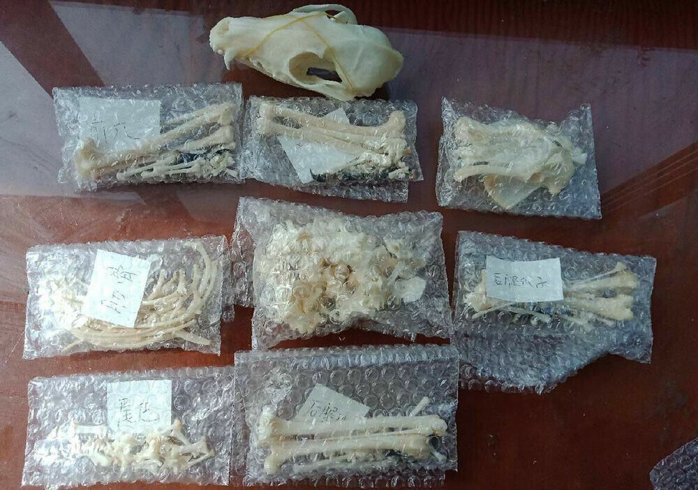 Vulpes Real Cross Fox Skulls Specimens Organic Material Complete Animal Skeleton