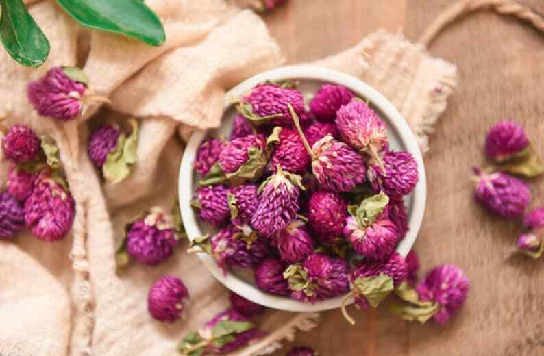 Flos Gomphrenae Dried Globe Amaranth Flower Natural Makes A Healthy Tea
