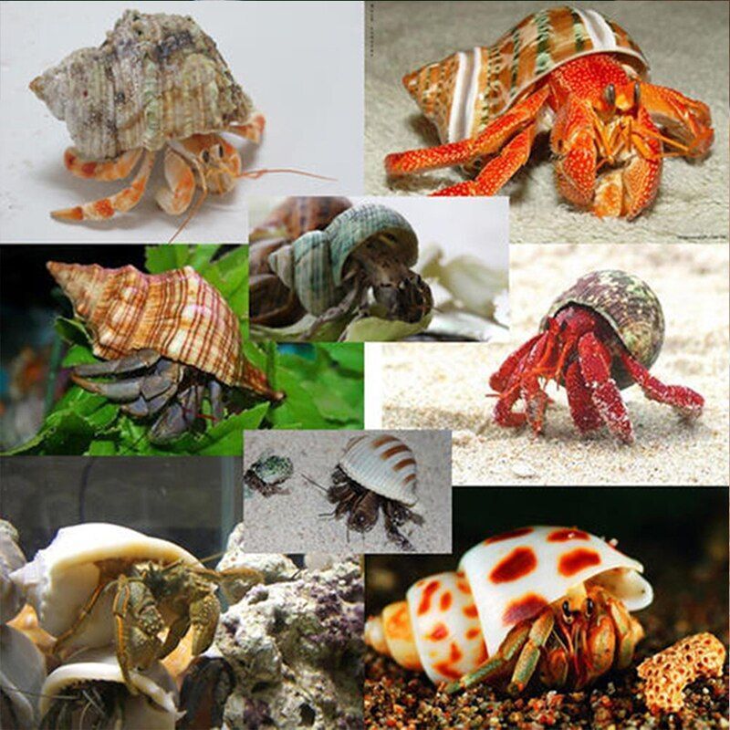 Crab Shells Mixed Ocean Hermit DIY Seashell Fish Tank Wedding Decor 4-6cm 11Pcs