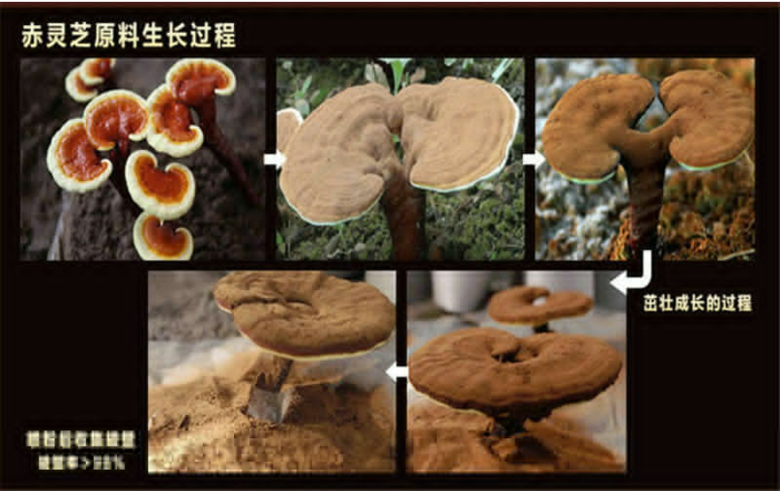 500g Chinese Wild Ganoderma Lucidum Tea Powder Reishi Spore Powder Herbal Tea