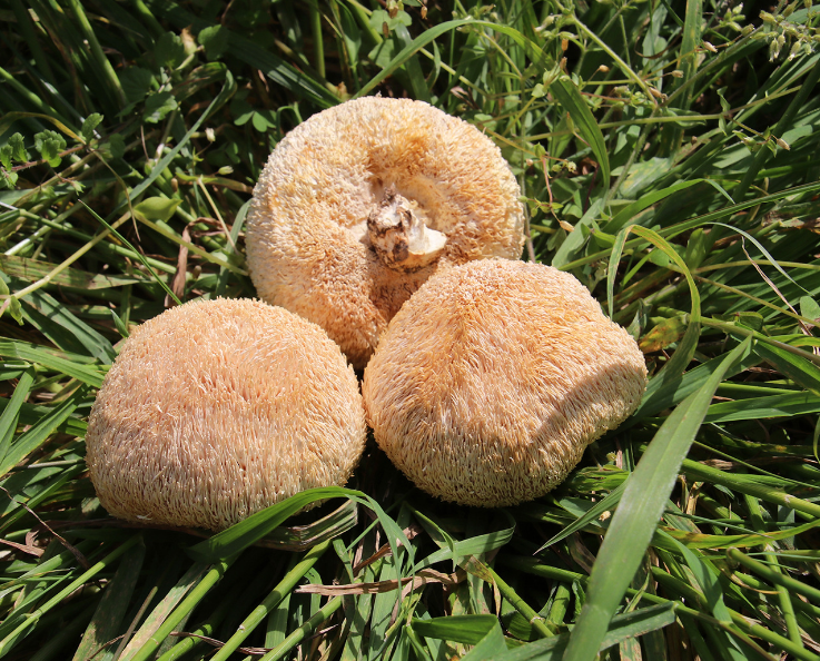 Gutian Hericium Edible Mushroom Bulk High Quality Hot New古田猴头菇食用菌 散装猴头菇 250g
