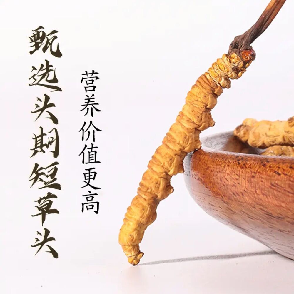 Wild Tibetan Aweto Chinese Caterpillar Fungus Cordyceps Sinensis 10 pieces 5g