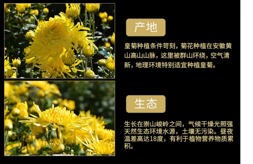 Chinese Huang Shan Ji Si Huang Ju Golden Silk Chrysanthemum Blooming Tea 20g