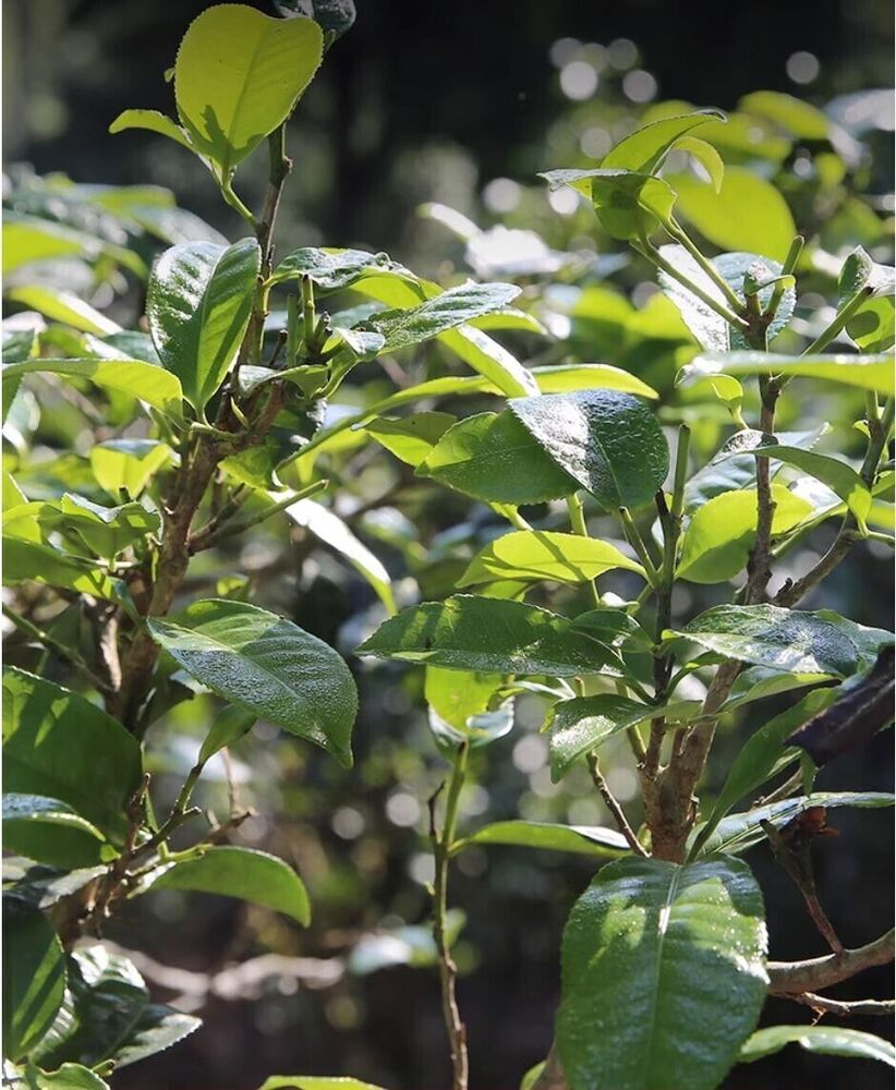 2023 Raw XIAGUAN tuocha Te Ji Qing Bing,普洱茶 Pu-erh Tea Cake Yunnan Puer Tee 357g