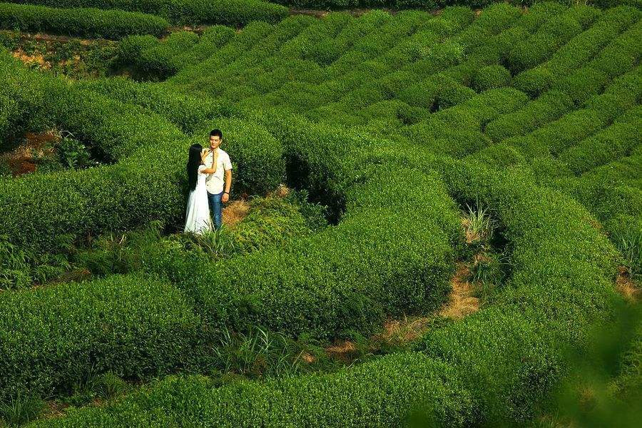 AAAAA 50g Factory Direct Tieguanyin Tea Green Tea Anxi Tie Guan Yin Oolong Tea