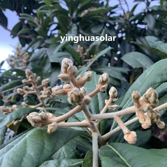 Loquat Flower Tea Relieving Cough Lung Nourishing 枇杷花风热感冒止咳润肺清热解毒维持新陈代谢改善补充能量