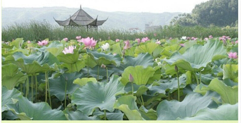 Classical Dried Loose Lotus Leaf Tea Herb Lose Weight Tea Bagged Package 20g