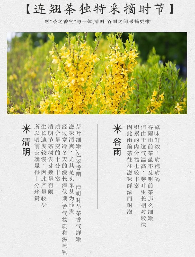 Shanxi Taihang Mountain Forsythia Green Tea 山西晋之翘连翘茶 浓香型太行山野生连翘叶小罐装
