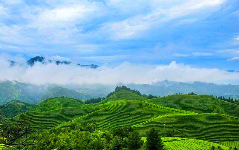 Wholesale 250g Old Ripe PuEr Tea High Quality HelloYoung Old Pu'er Puerh Tea