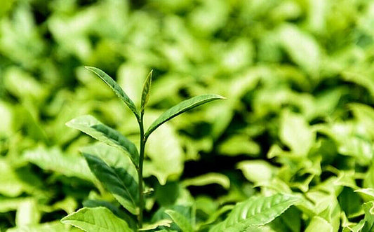 100g China Pu-erh Tea Cooked Tea Green Shoots Gold Premium Organic Black Tea