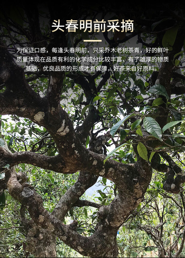 Haiwan Lao Tong Zhi 9908 Ripe Pu'er Lao Cha Tou Old Brick Shu Puer Tea 500g