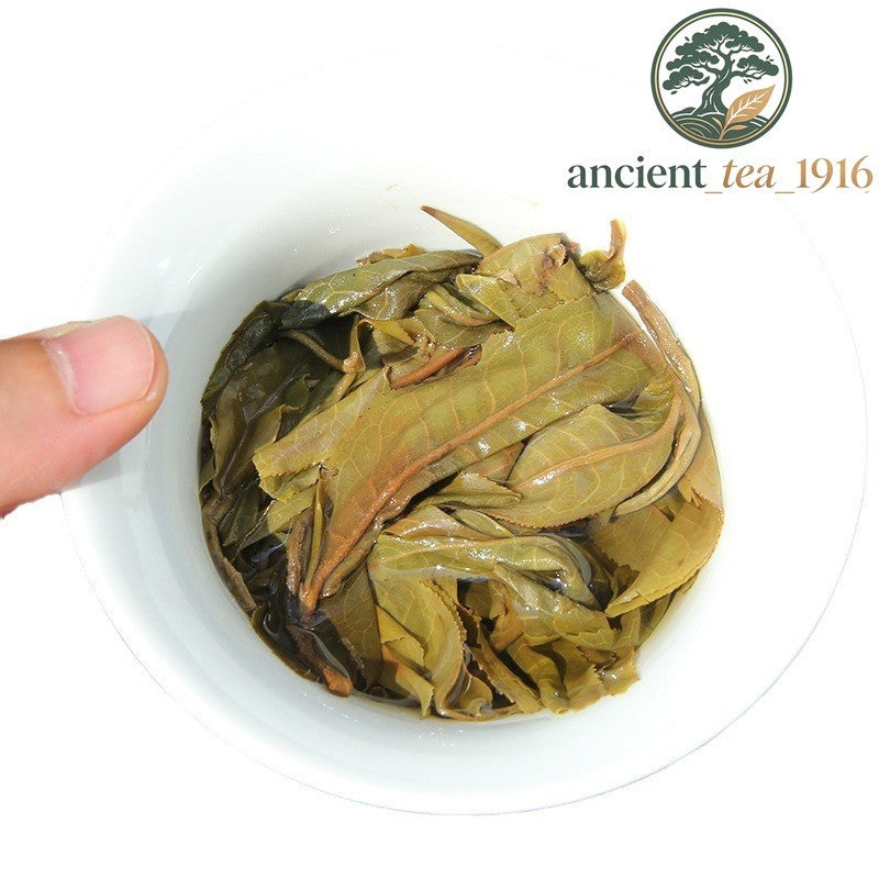 500g 2023 Ban Zhang Raw Tea Ancient Tree Pu'er Tea