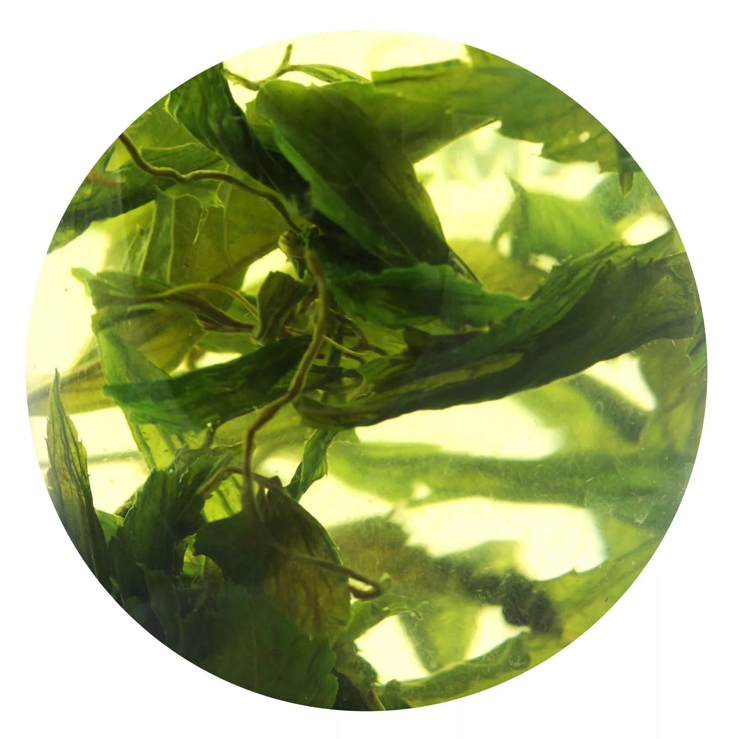 250g Supreme 7 Leaf Jiaogulan Gynostemma Pentaphyllum Tea Herbal Green Tea