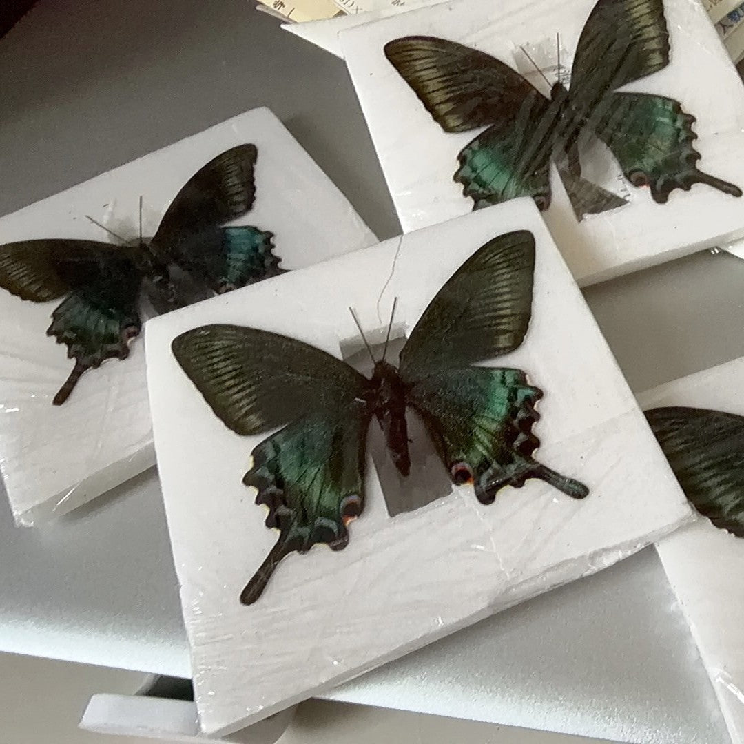 20PCS New Real Green Banded Swallowtail Butterfly Specimen Spring Form A1/A 6cm
