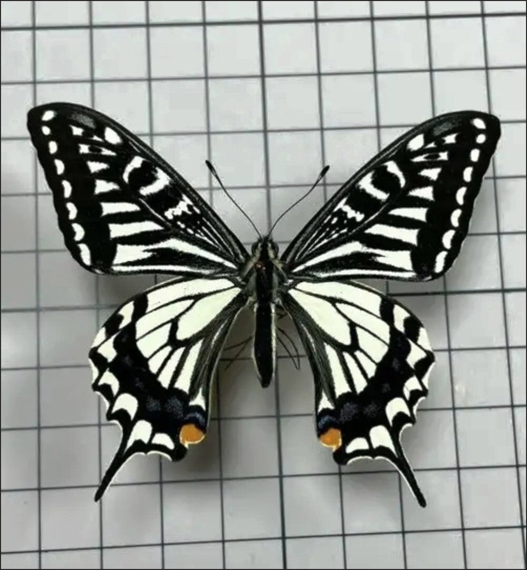 10 Pcs Spread Citrus Swallowtail Butterfly Specimens A- Grade DIY Decor Gift