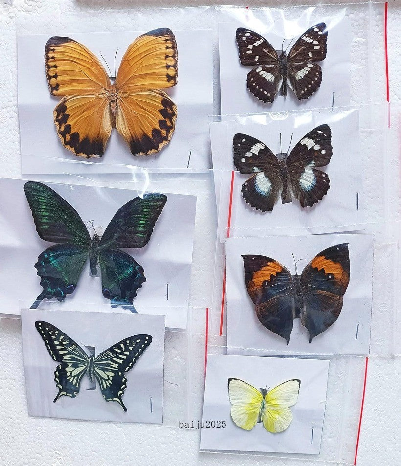 15 Pcs of Real Dried Dead Butterflies with Spread Wings Shaped, Natural
