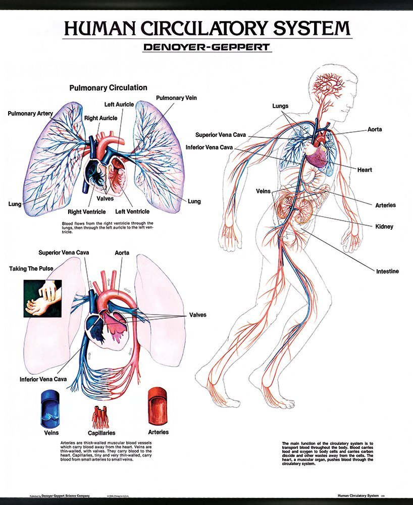 Human Circulatory System Wall Chart Poster