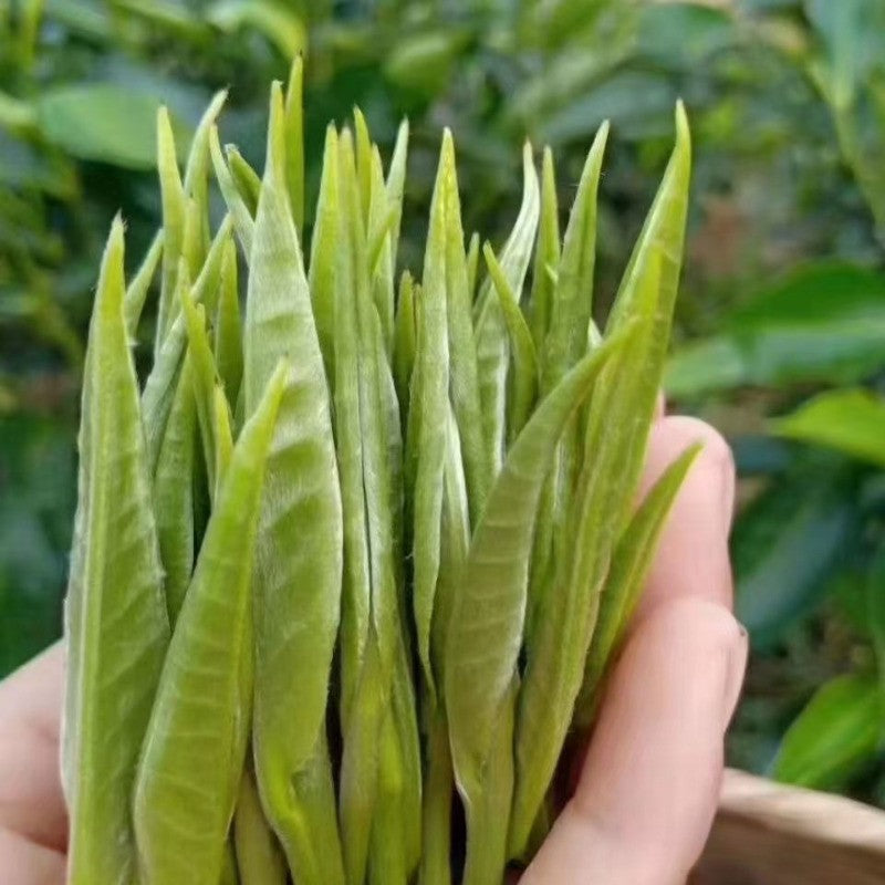 500g Yunnan Silver Needle Single Bud Moonlight White Ancient Tree Bulk White Tea