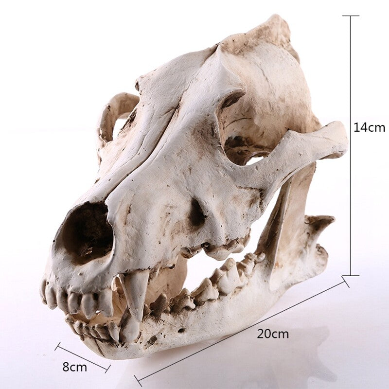 Realistic Wolf Skull Model Resin Skeleton Sculpture Halloween Decor Gift
