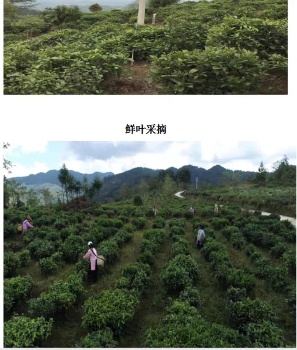 Yunnan Lincang Fengqing Xia Shan Mountain Green Tea Grade One 160g