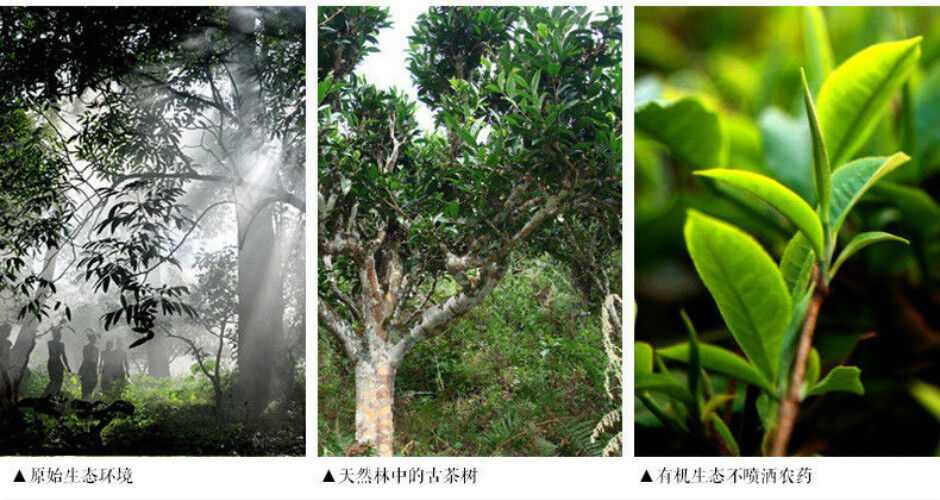 Old Pu Er Tea Puer Pu'er Puer Pu-erh Weight Lose Tea Brick Black Tea Green Food