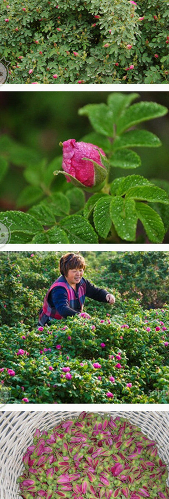 Chinese Flower Red Rose Bud Tea,Aroma Dry flowers, Floral Herbal Blooming Tea