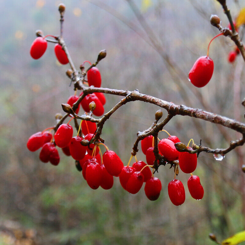 Shan Zhu Yu Cornus Officinalis Cherry Fruit Fructus Corni Berry china herbal tea