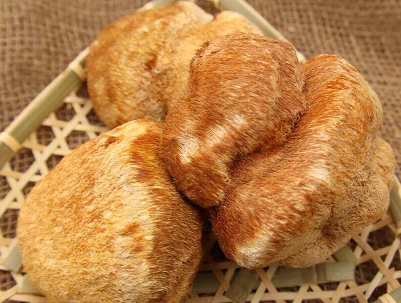 Recommend Dried Lion's Mane Mushroom Premium Hericium Erinaceus Very Delicious