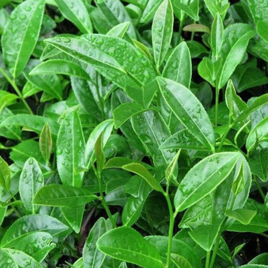 Premium Grade Oolong Tea Bulk Leaves Refreshing Creamy Taiwan Milk Oolong Tea