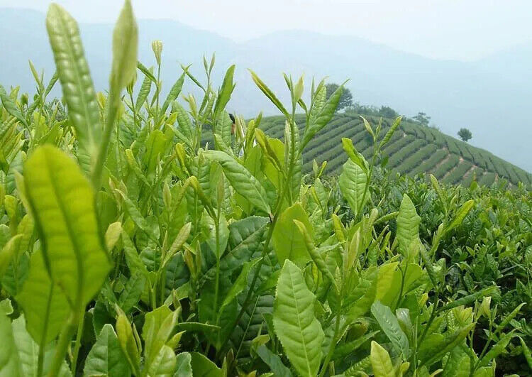 Taiwan Oolong Milk OolongTea Jin Xuan Strong Cream Flavor Wulong Tea 150g
