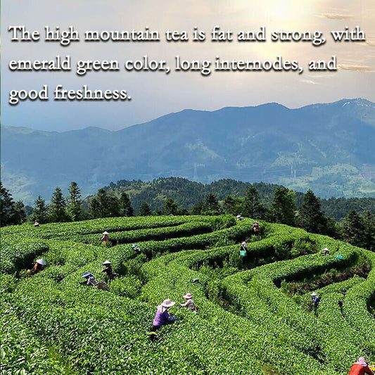 Milk Oolong tea - Oolong Loose Leaf Tea 250g