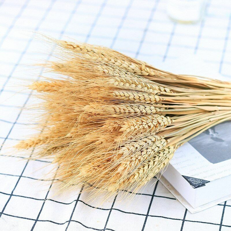 50Pcs/Lot Dried Wheat Ear Flowers Bouquet Decor Natural Pampas Rabbit Tail Grass