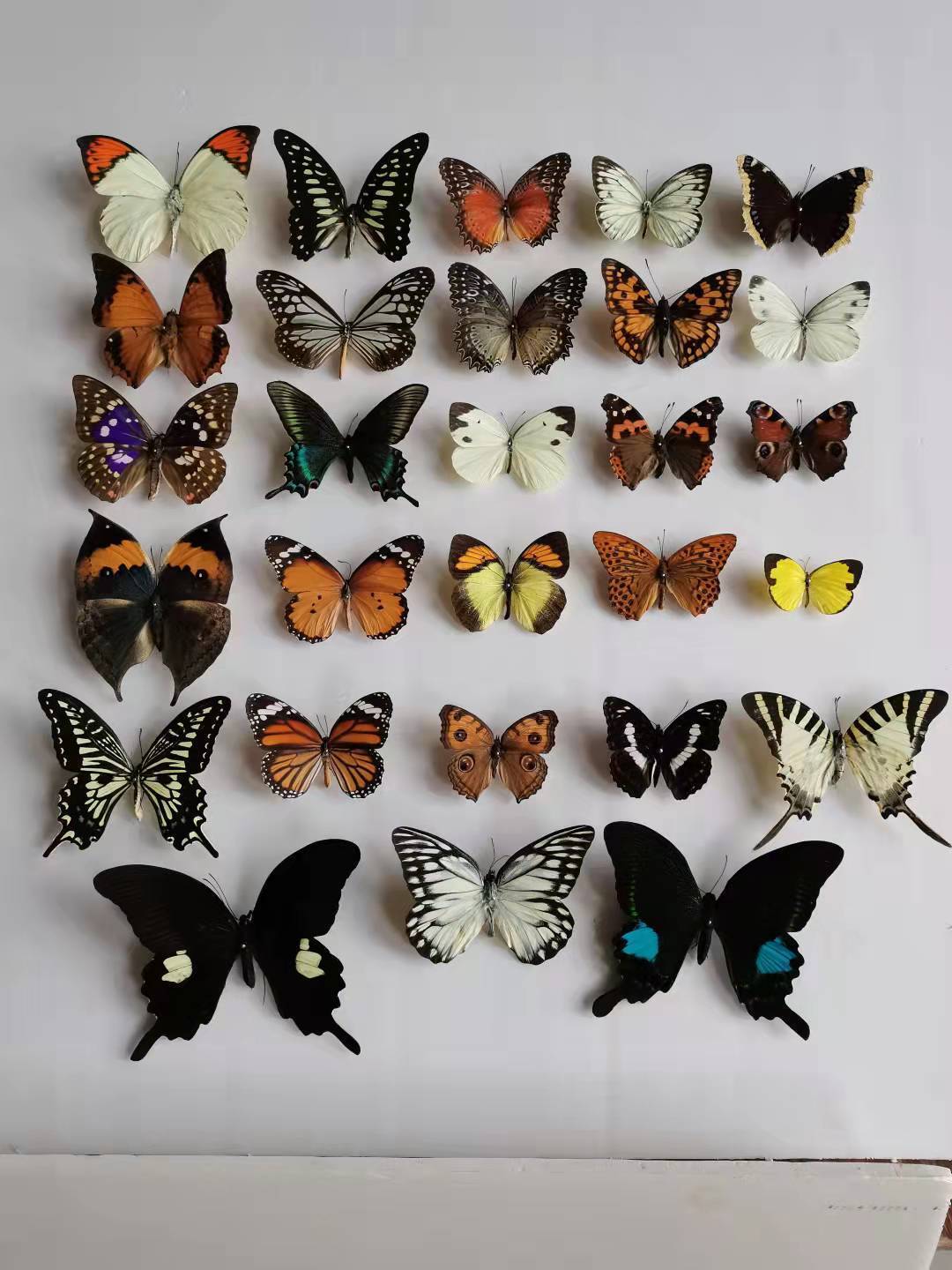 (Butterfly Species with No Duplicates)20pcs natural Real Butterflies Specimen