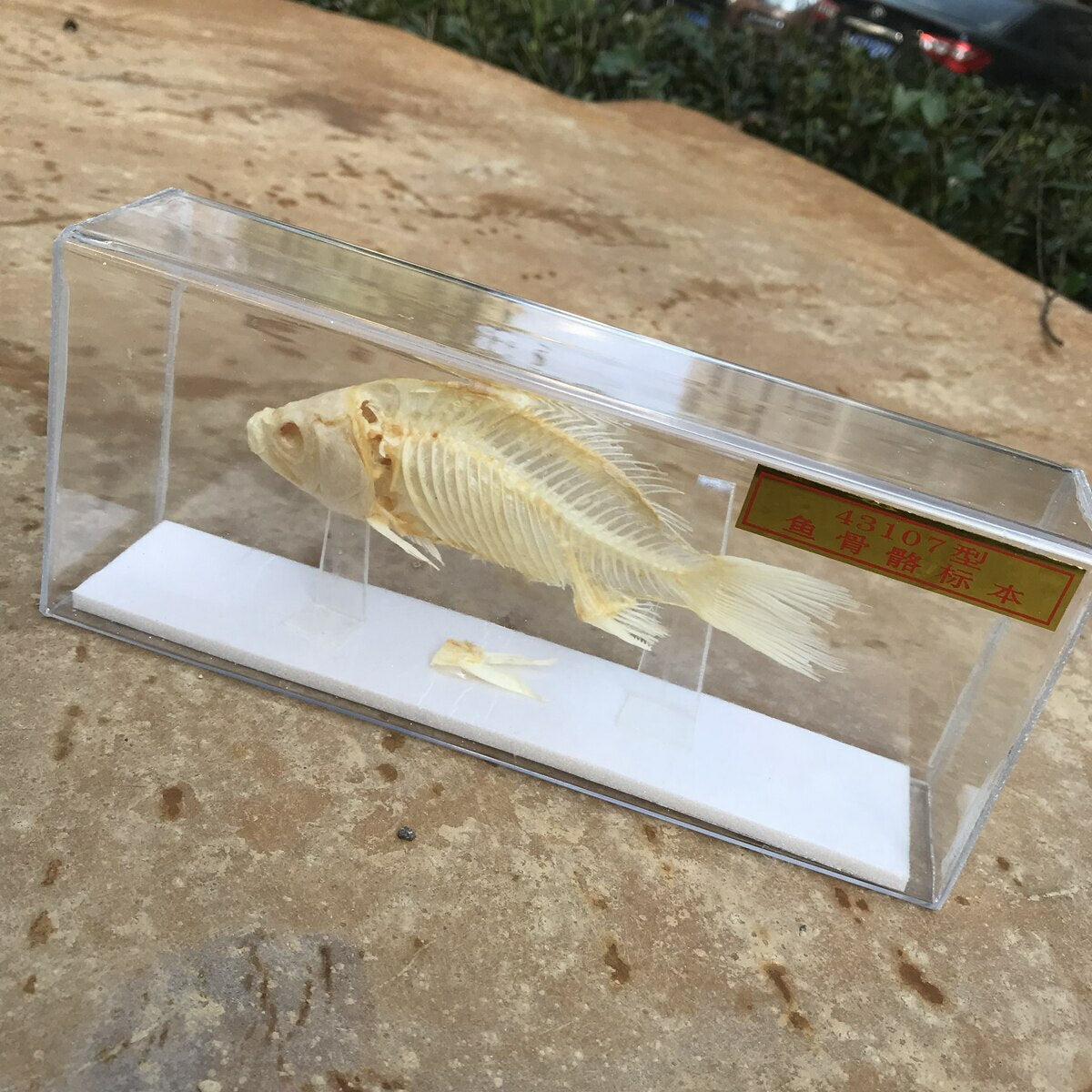 1-Piece animal specimen fish skull specimen real collection teaching model -