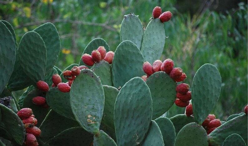 250g Pure Opuntia Ficus-indica Powder, Cactus Fruit Powder, Cactus, Barbary Fig