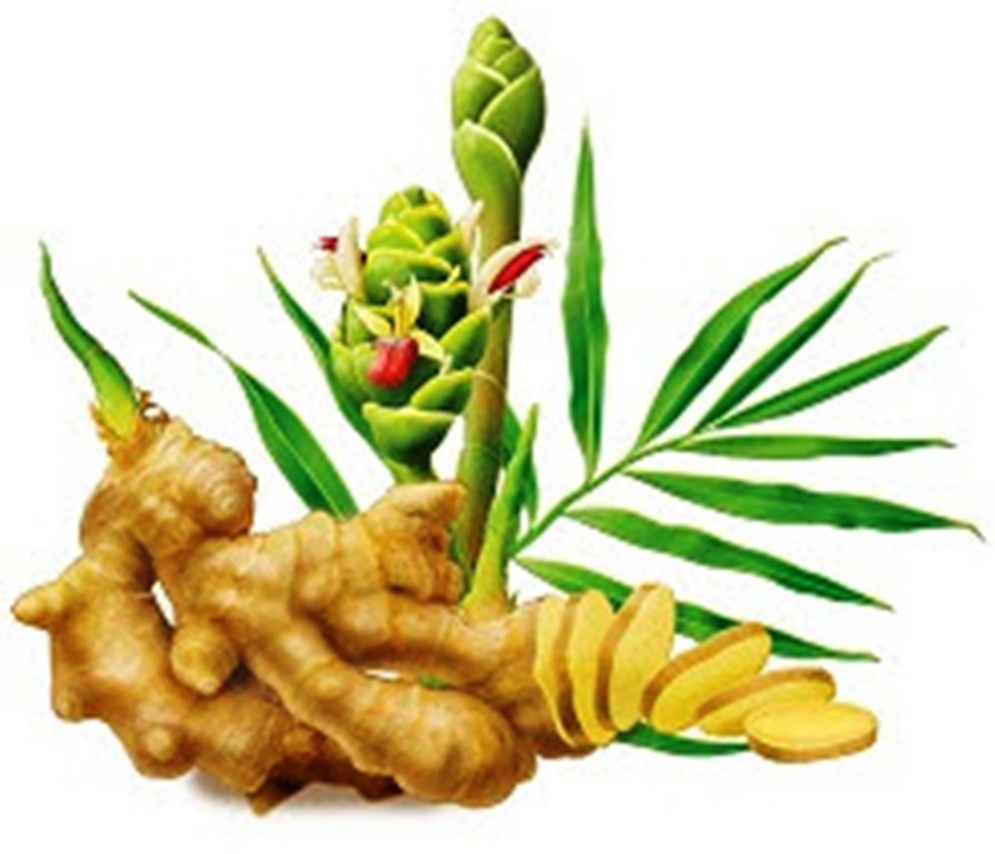 Natural Preserved Red Ginger Asian Chinese Snack Free Shipping HELLOYOUNG