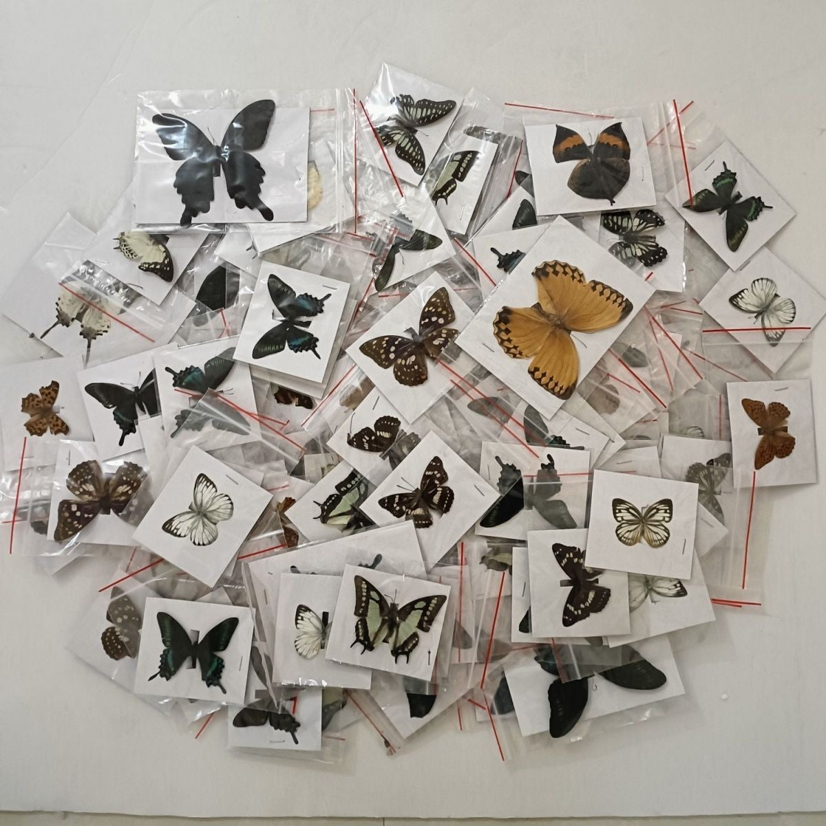 20 Pcs Butterfly Specimens Random Mix Pack Spread Wings Insect Collection