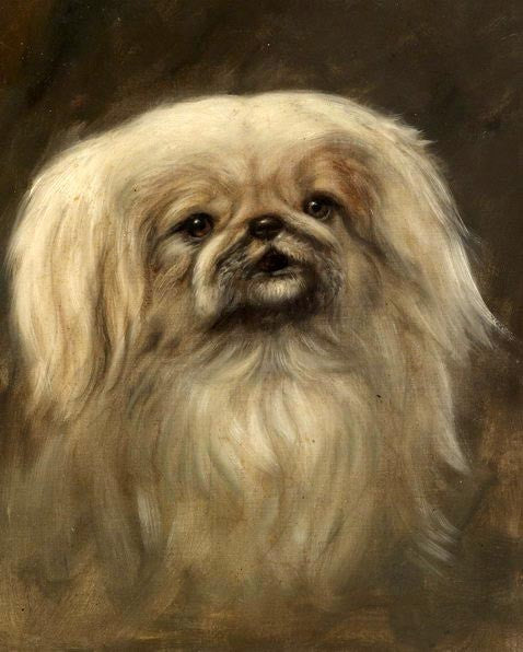 Oil painting lovely little dog puppy maybe Pekinese free shipping Hand painted