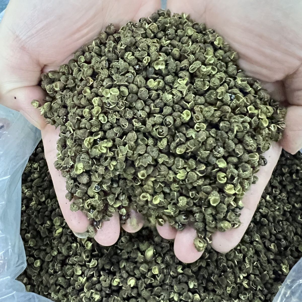100g-500g Green Peppercorns Dried Pepper Spicy Hot Sichuan Spices Herbs 四川青花椒
