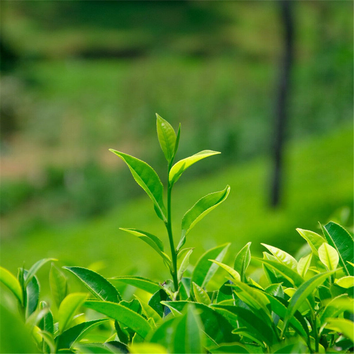 Jasmine Flower Tea Early Spring Premium Fresh Fragrant Herbal Tea 50g