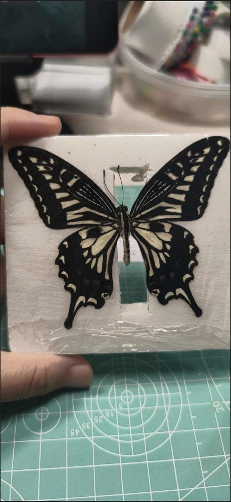 10pcs Citrus Swallowtail Butterfly Specimens 7-10cm Wingspan