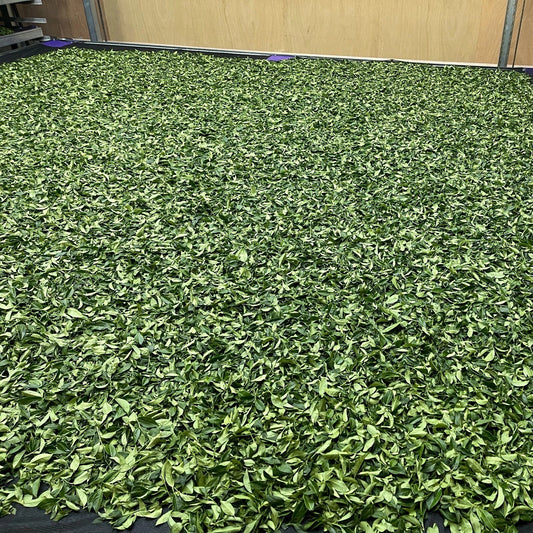Taiwan unique tea,Alishan,High-mountain Oolong tea,Winter,150g*4