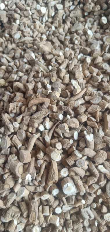 板蓝根中药材Radix isatis chinensis
