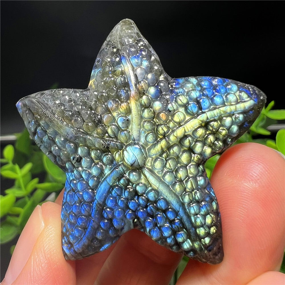Natural Labradorite Hand Carved Starfish Skull Quartz Crystal Healing Reiki 1pc