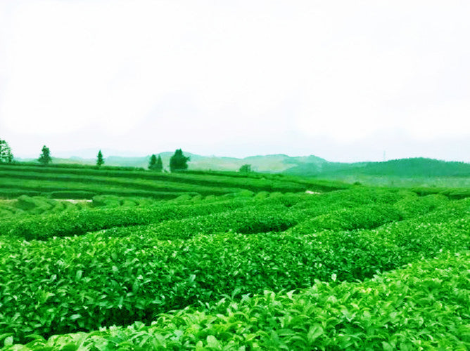 ie Guan Yin Oolong Tea Anxi Premium Loose Leaf Chinese Tea 50g