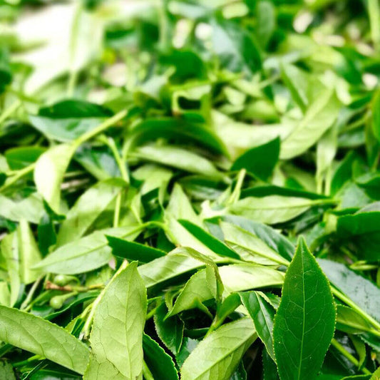 Milk Oolong Tea green tea organic Jinxuan Oolong Tea Milk Fragrance